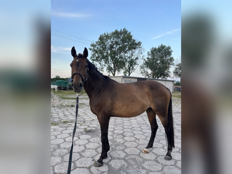 Koń hanowerski Klacz 16 lat 160 cm Ciemnogniada in Kolbrzeg