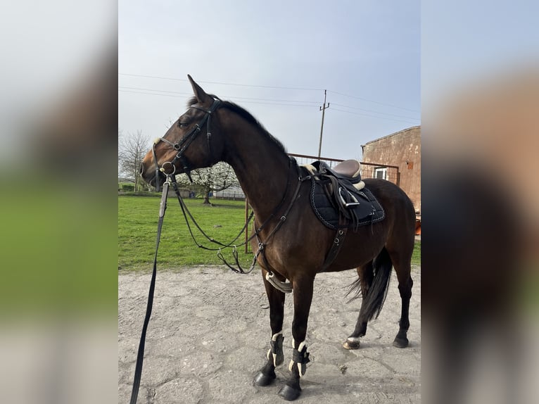 Koń hanowerski Klacz 16 lat 160 cm Ciemnogniada in Kolbrzeg