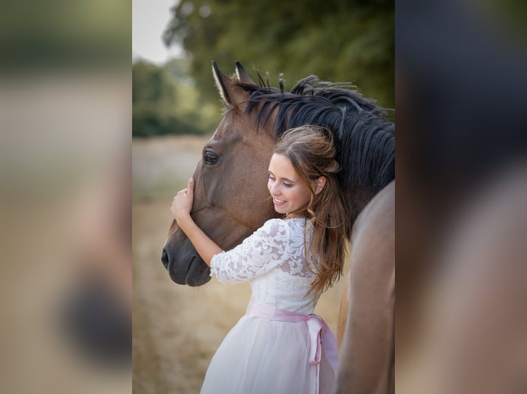 Koń hanowerski Klacz 16 lat 160 cm Ciemnogniada in Kolbrzeg
