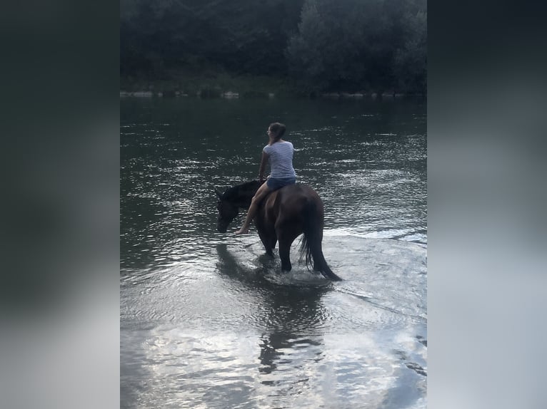 Koń hanowerski Klacz 16 lat 160 cm Ciemnogniada in Neuenburg am Rhein