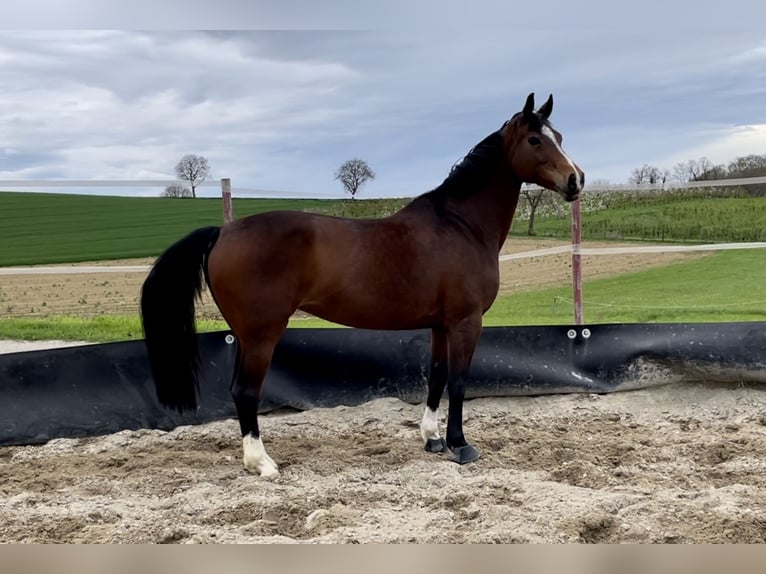 Koń hanowerski Klacz 16 lat 160 cm Ciemnogniada in Neuenburg am Rhein