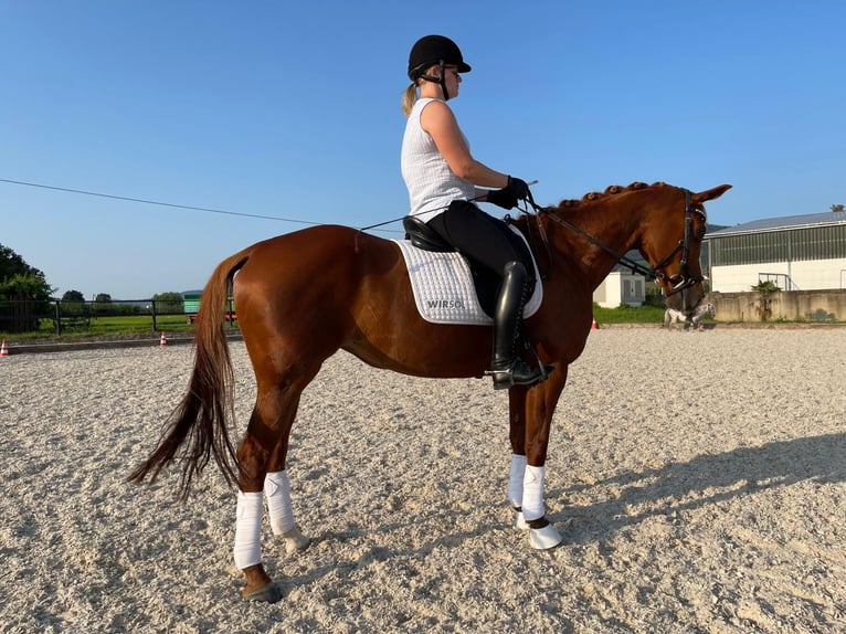 Koń hanowerski Klacz 16 lat 160 cm Cisawa in Oftersheim