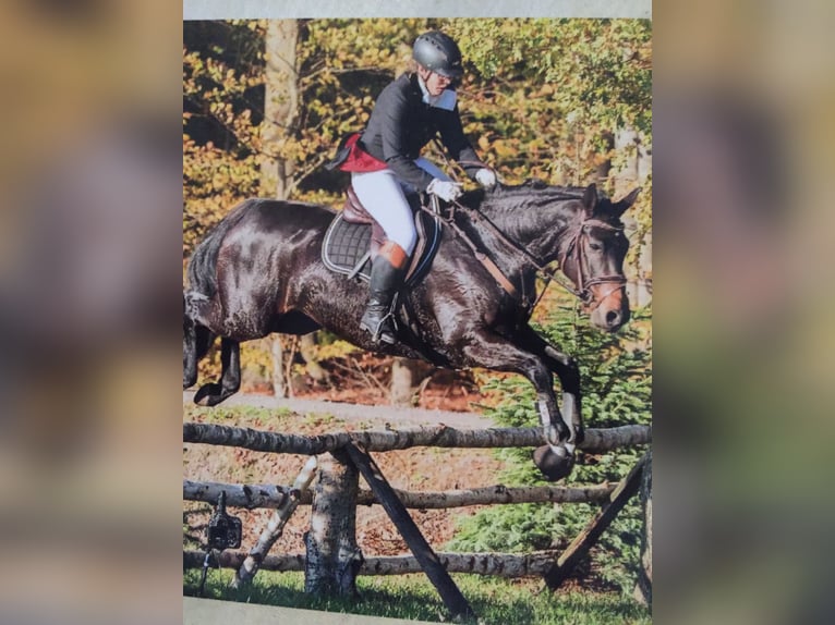 Koń hanowerski Klacz 16 lat 164 cm Ciemnogniada in Tiste
