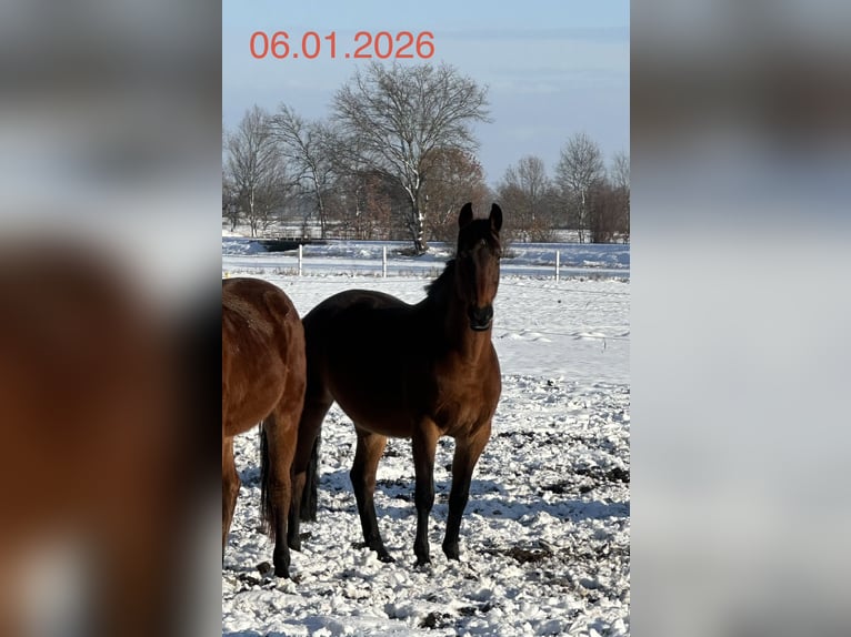 Koń hanowerski Klacz 16 lat 164 cm Gniada in Wahrenholz