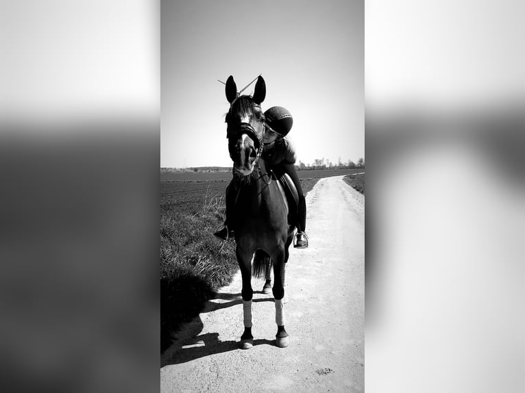 Koń hanowerski Klacz 16 lat 164 cm Gniada in Schotten