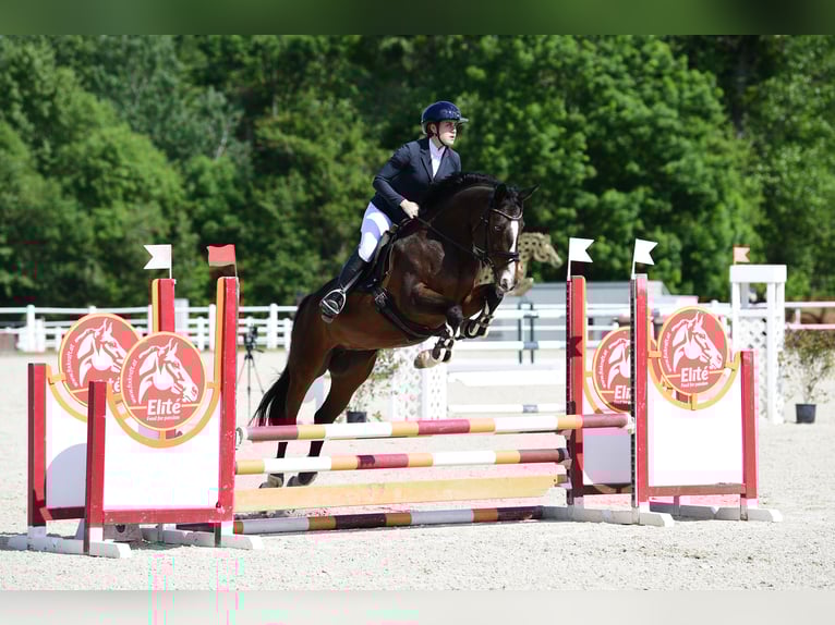 Koń hanowerski Klacz 16 lat 165 cm Ciemnogniada in Mistelbach