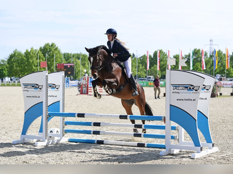 Koń hanowerski Klacz 16 lat 165 cm Ciemnogniada in Mistelbach