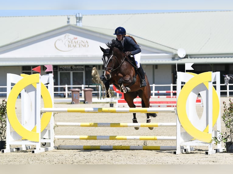 Koń hanowerski Klacz 16 lat 165 cm Ciemnogniada in Mistelbach