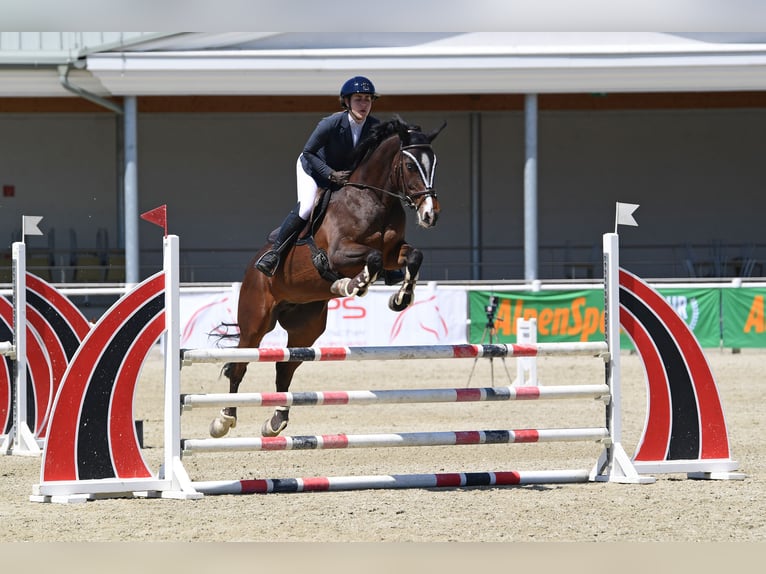 Koń hanowerski Klacz 16 lat 165 cm Ciemnogniada in Mistelbach