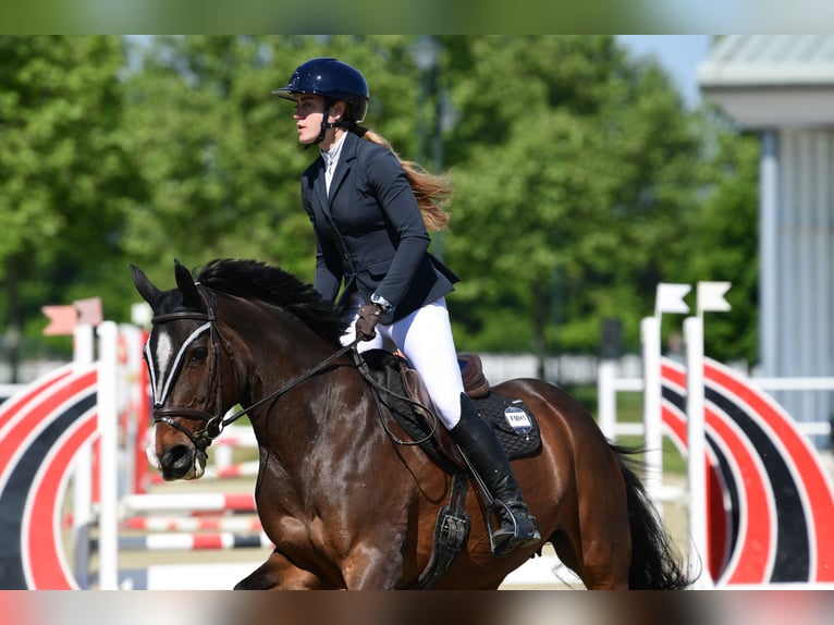 Koń hanowerski Klacz 16 lat 165 cm Ciemnogniada in Mistelbach
