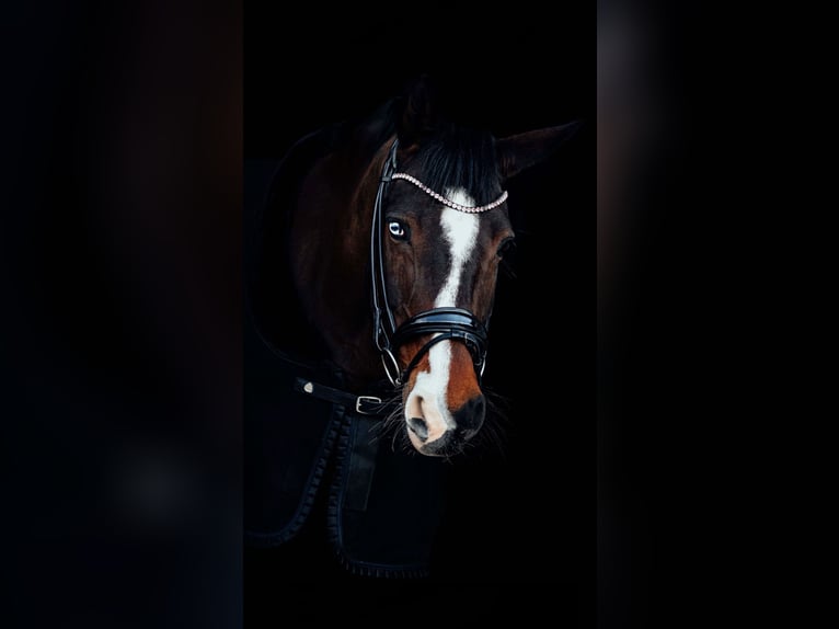 Koń hanowerski Klacz 16 lat 165 cm Ciemnogniada in Mistelbach