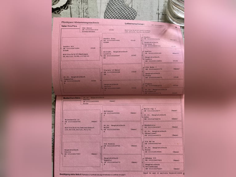 Koń hanowerski Klacz 16 lat 165 cm Kara in ZevenGyhum