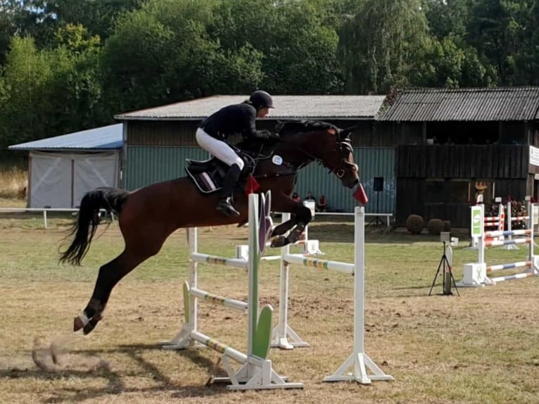 Koń hanowerski Klacz 16 lat 166 cm Gniada in Cremlingen