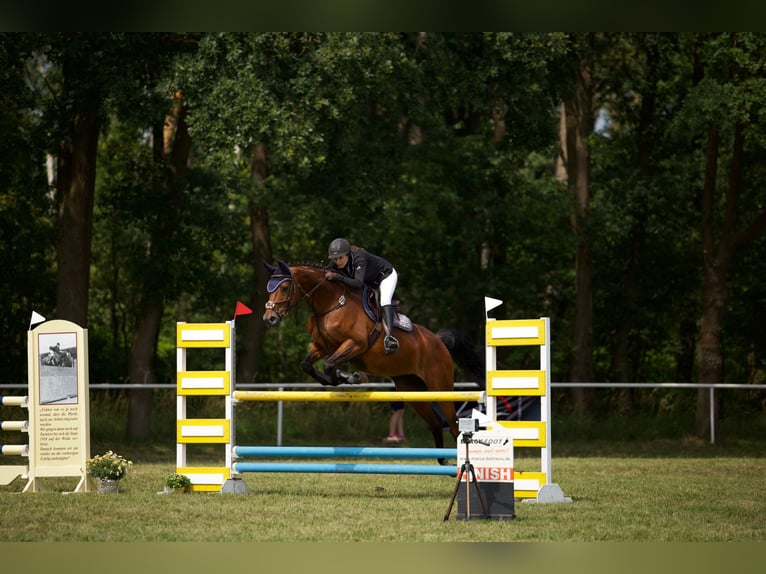 Koń hanowerski Klacz 16 lat 166 cm Gniada in Cremlingen