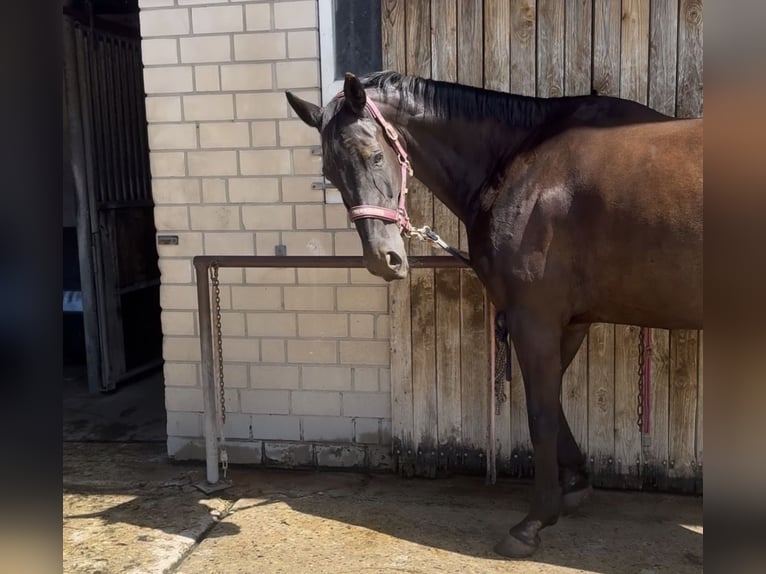 Koń hanowerski Klacz 16 lat 167 cm Kara in Paderborn