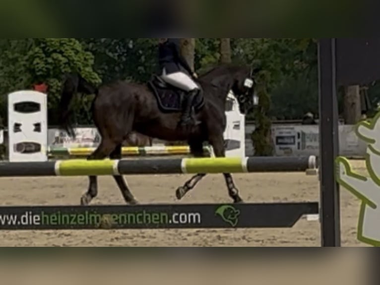 Koń hanowerski Klacz 16 lat 167 cm Kara in Paderborn