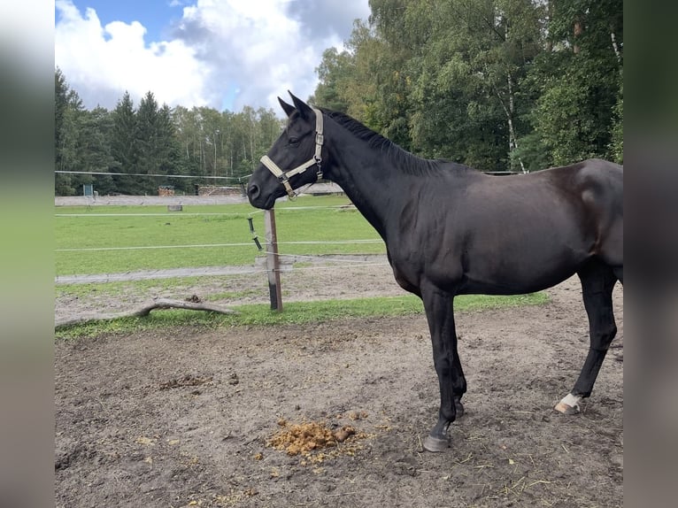 Koń hanowerski Klacz 16 lat 167 cm Kara in Paderborn