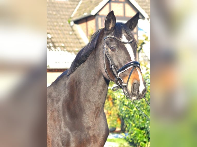 Koń hanowerski Klacz 16 lat 168 cm Ciemnogniada in Selsingen