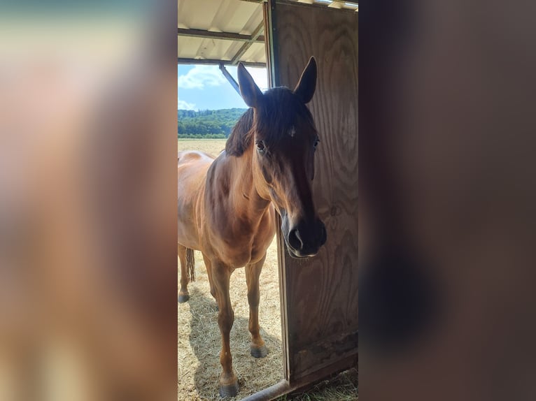 Koń hanowerski Klacz 16 lat 168 cm Ciemnokasztanowata in Nordstemmen