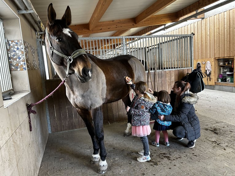 Koń hanowerski Klacz 16 lat 170 cm Ciemnogniada in Eggendorf