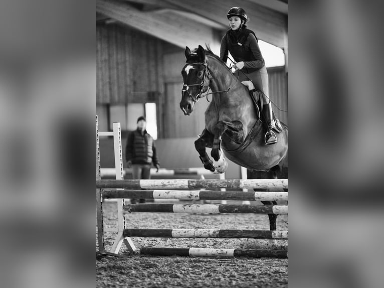 Koń hanowerski Klacz 16 lat 170 cm Ciemnogniada in Eggendorf