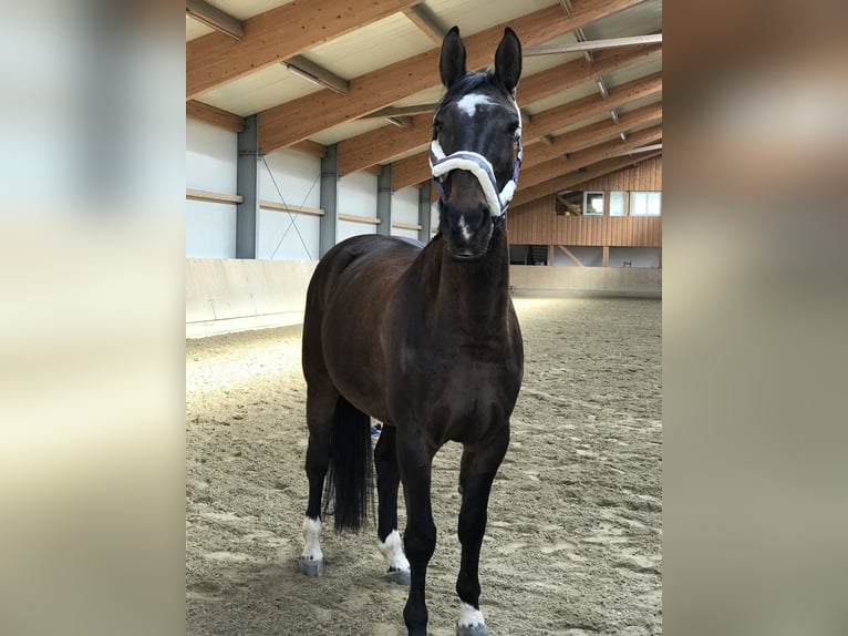 Koń hanowerski Klacz 16 lat 170 cm Ciemnogniada in Eggendorf