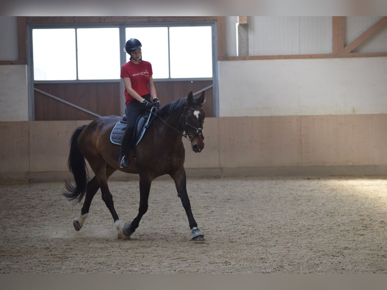 Koń hanowerski Klacz 16 lat 170 cm Ciemnogniada in Eggendorf