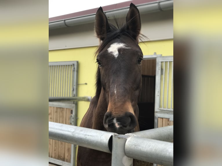 Koń hanowerski Klacz 16 lat 170 cm Ciemnogniada in Eggendorf