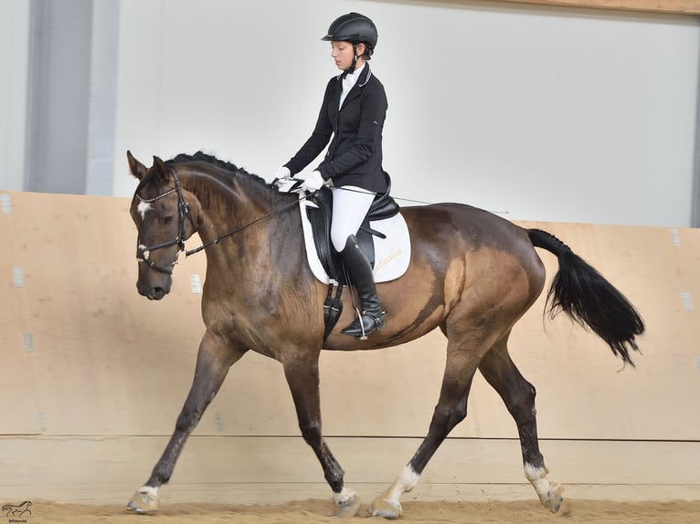 Koń hanowerski Klacz 16 lat 170 cm Ciemnogniada in Eggendorf