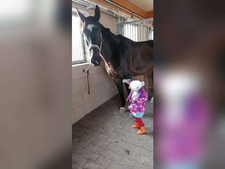Koń hanowerski Klacz 16 lat 170 cm Ciemnogniada in Eggendorf