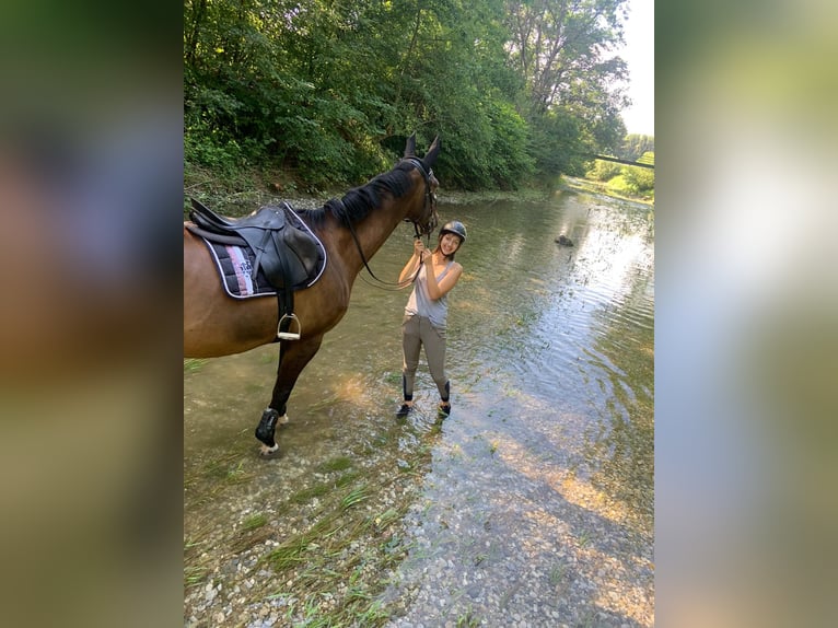 Koń hanowerski Klacz 16 lat 170 cm Ciemnogniada in Eggendorf