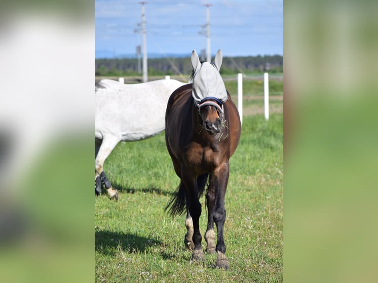 Koń hanowerski Klacz 16 lat 170 cm Ciemnogniada in Eggendorf