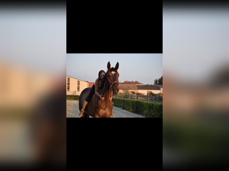 Koń hanowerski Klacz 16 lat 170 cm Ciemnogniada in Eggendorf