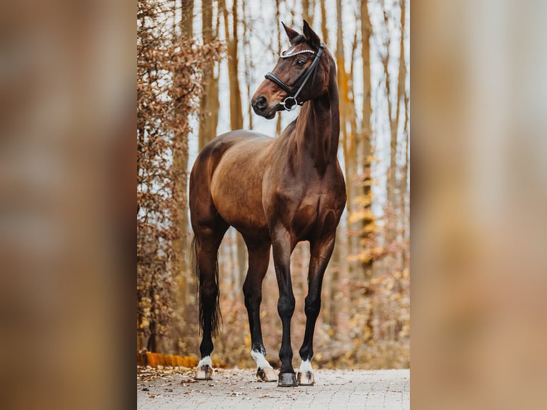 Koń hanowerski Klacz 16 lat 170 cm Gniada in Frechen