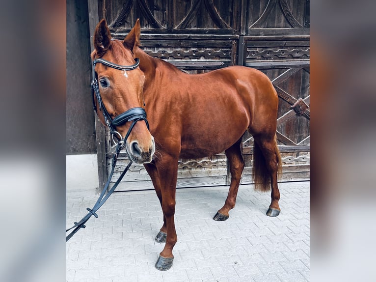 Koń hanowerski Klacz 16 lat 170 cm Kasztanowata in Salmsach