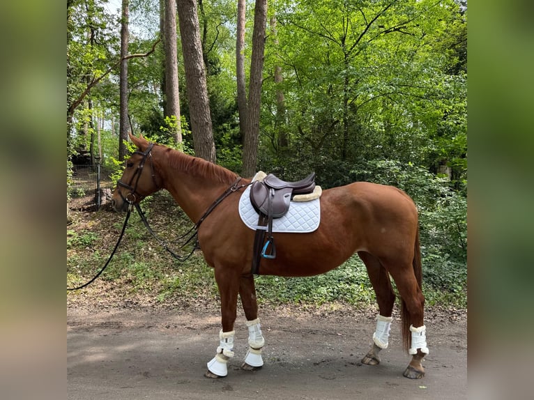 Koń hanowerski Klacz 16 lat 171 cm Kasztanowata in Celle
