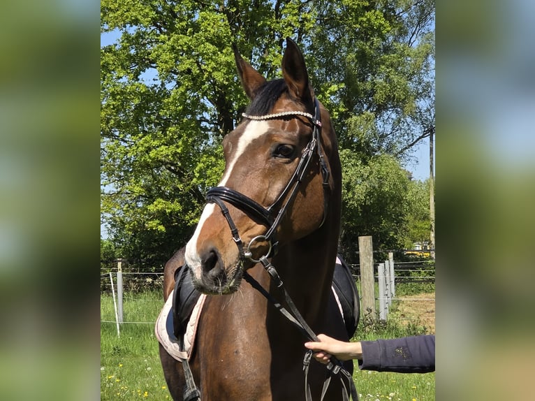 Koń hanowerski Klacz 16 lat 172 cm Ciemnogniada in Wachtendonk