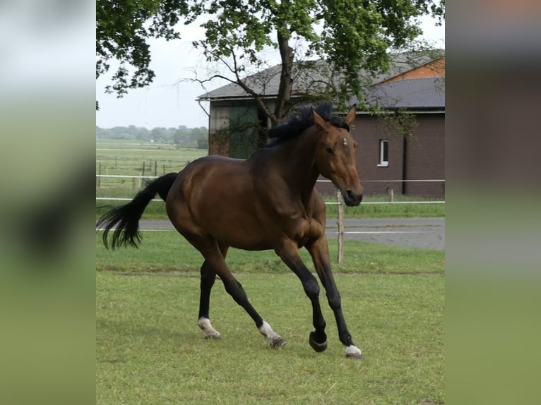 Koń hanowerski Klacz 16 lat 174 cm Gniada in Lamstedt