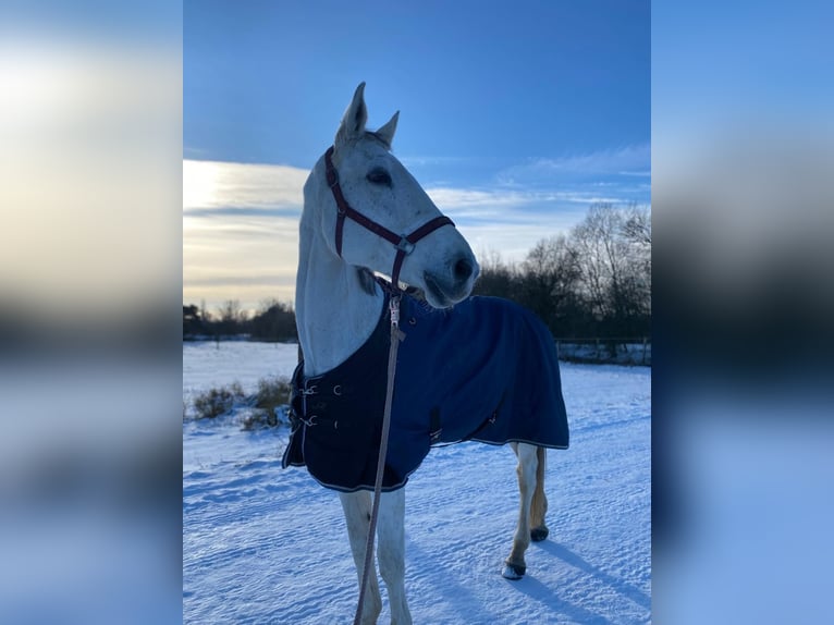 Koń hanowerski Klacz 16 lat 183 cm Siwa jabłkowita in Berlin