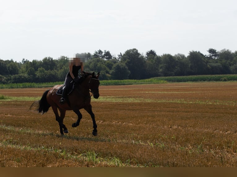Koń hanowerski Klacz 16 lat Ciemnogniada in Minden