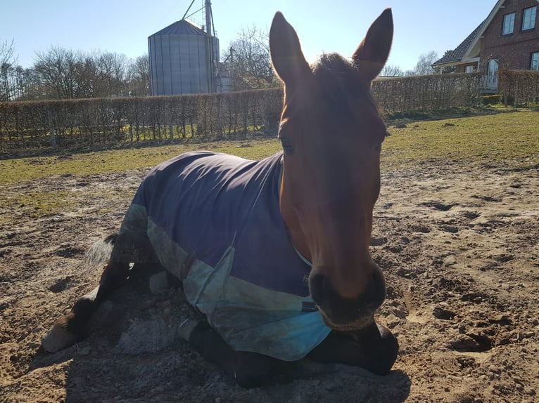Koń hanowerski Klacz 16 lat in Lüdersdorf