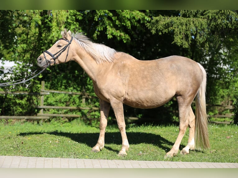 Koń hanowerski Klacz 17 lat 145 cm Izabelowata in Göppingen