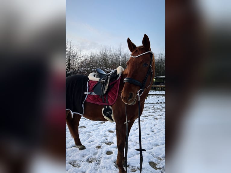 Koń hanowerski Klacz 17 lat 158 cm Kasztanowata in Mettingen