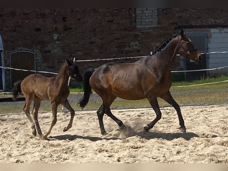 Koń hanowerski Klacz 17 lat 162 cm Gniada in Möllendorf