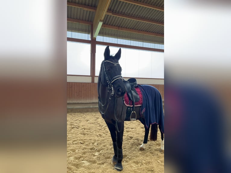 Koń hanowerski Klacz 17 lat 162 cm in Moringen
