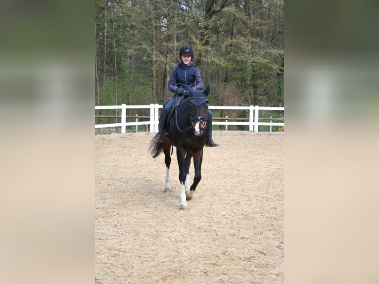 Koń hanowerski Klacz 17 lat 164 cm Ciemnogniada in Elsendorf
