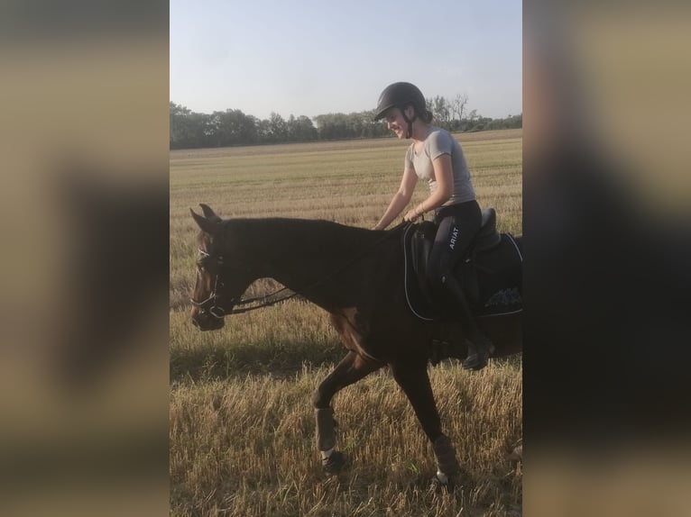 Koń hanowerski Klacz 17 lat 164 cm Ciemnogniada in Elsendorf