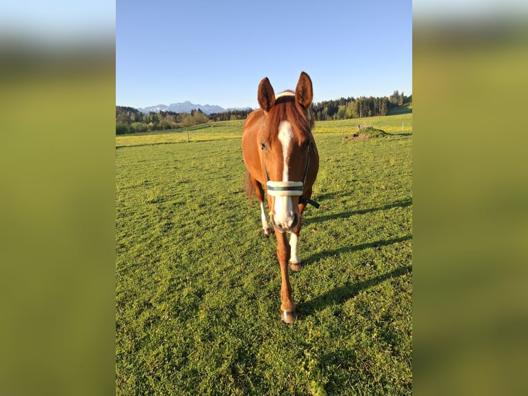 Koń hanowerski Klacz 17 lat 165 cm Kasztanowata in Waldkirch