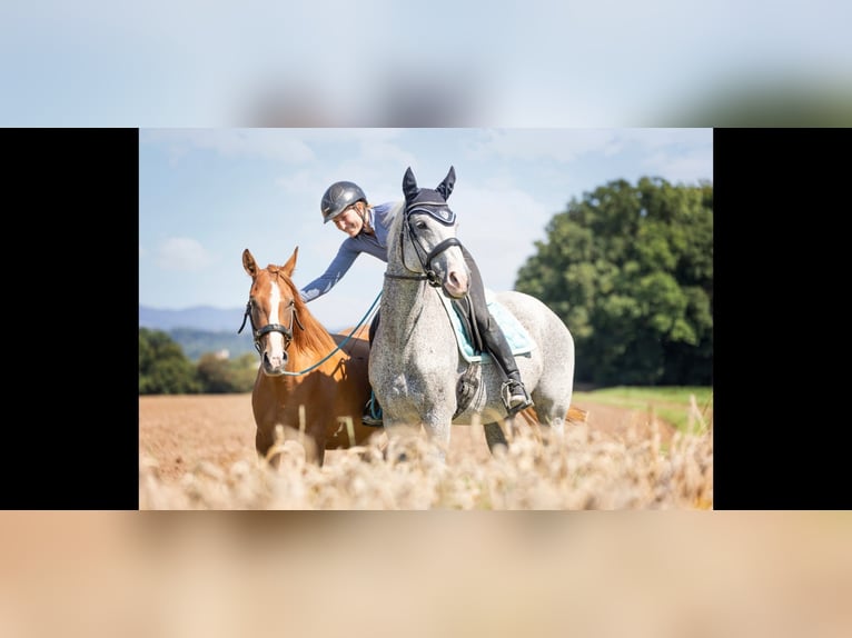 Koń hanowerski Klacz 17 lat 165 cm Siwa w hreczce in Borken