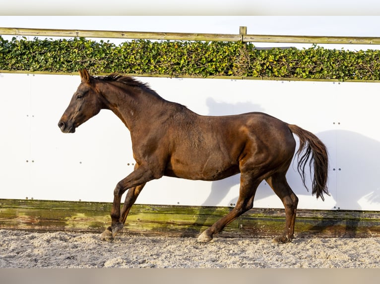 Koń hanowerski Klacz 17 lat 166 cm Ciemnogniada in Waddinxveen